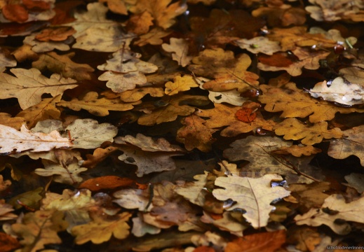 2016-10-23 um 12-20-35