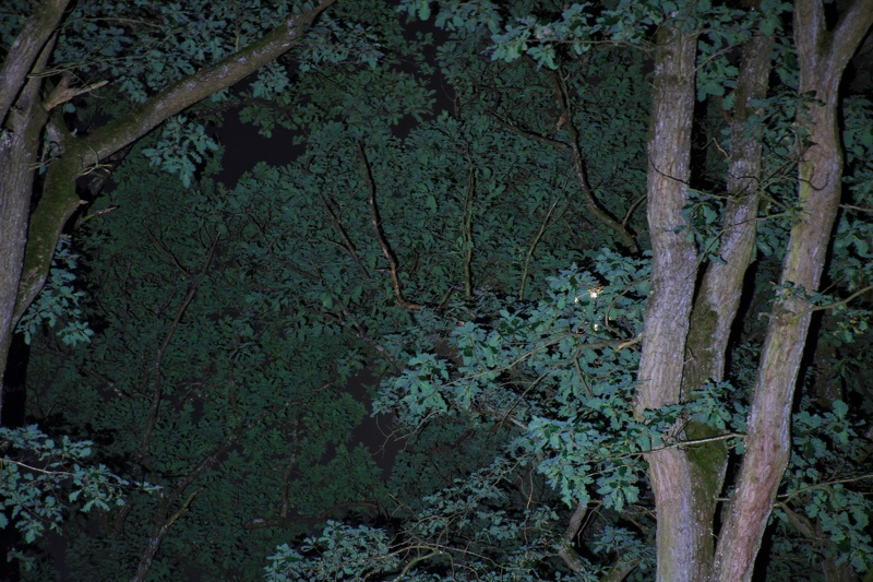 IMG 2574