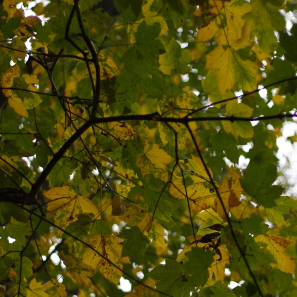 2010-10-15 0826