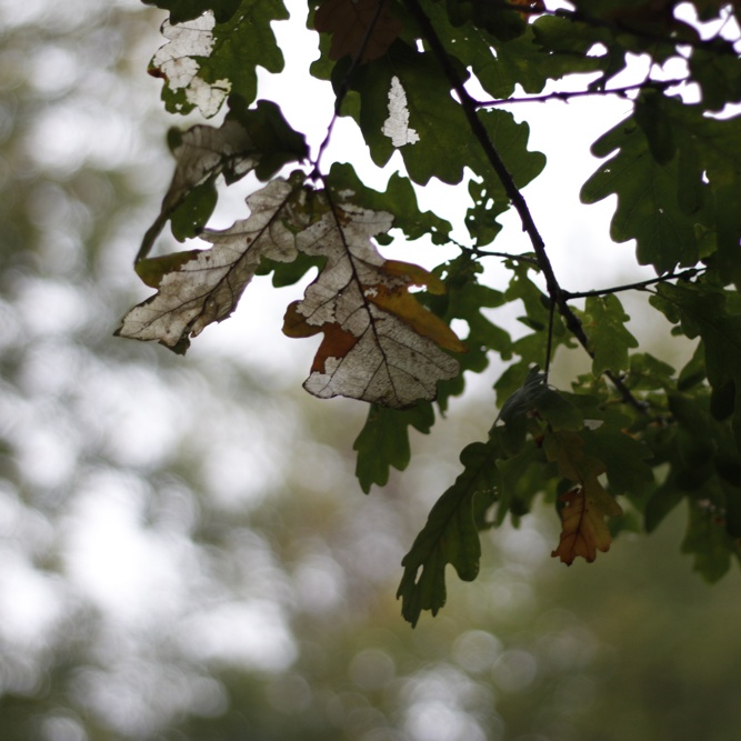 2010-10-15 0857