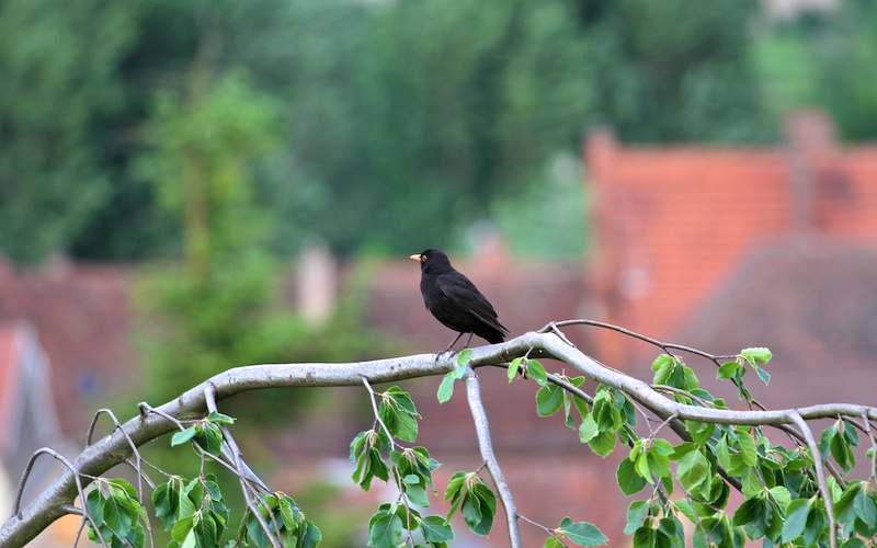  -- amsel, blackbird, vogel, plumage, lauffen, lauffen am neckar, in front of window, vor dem fenster,