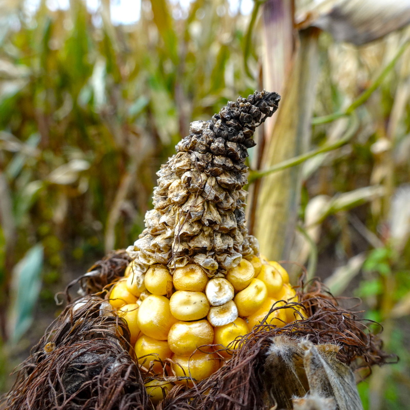 2025-10-12  14-17-52