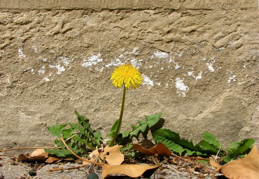 2008-04-27  111349