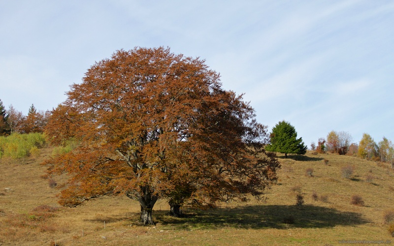 2016-10-31 um 11-29-29