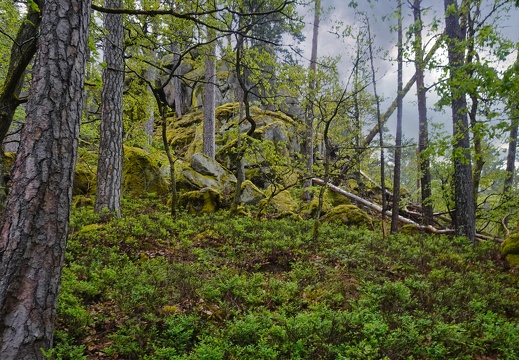 Schwarzwald - εμφάνιση λευκώματος Schwarzwald