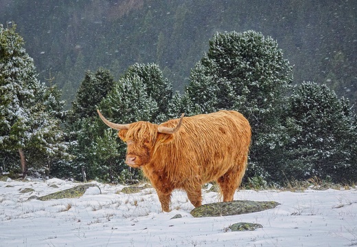 Südtirol
