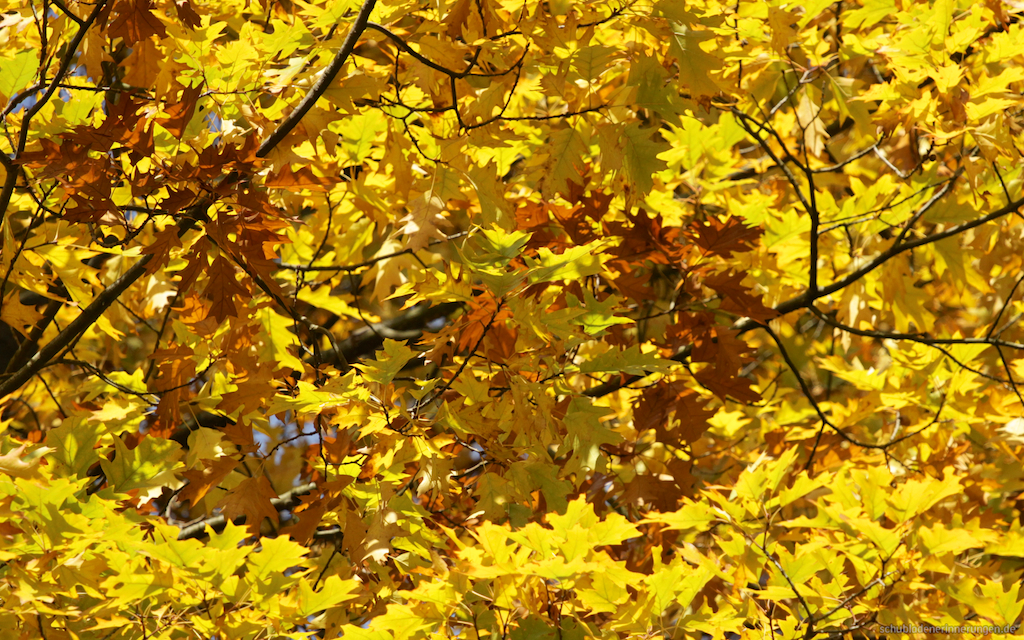 2016-10-23 um 13-07-25 - 2016-10-23_um_13-07-25.jpg 2016-10-23_um_13-07-25.jpg