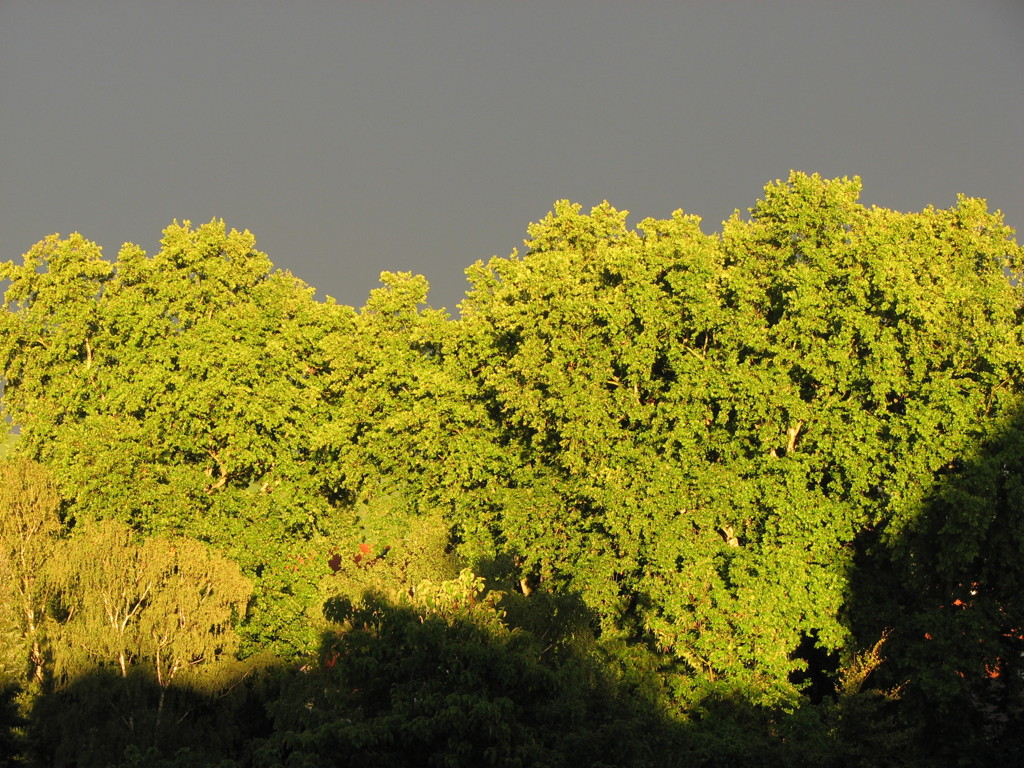 2007-07-23__204537.jpg