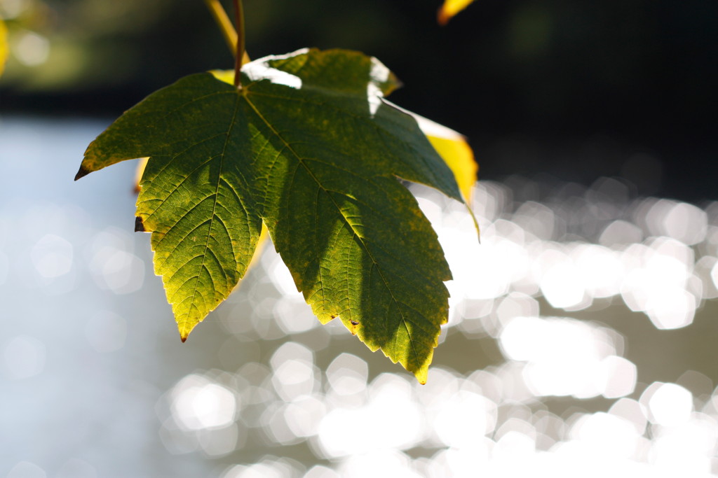 2010-10-10__124808.jpg