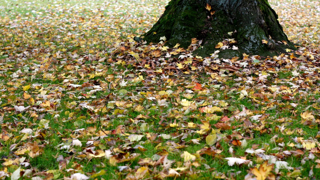 2010-10-23__114015.jpg