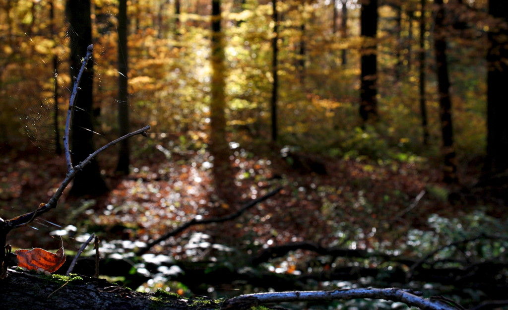 2010-10-29__165038.jpg