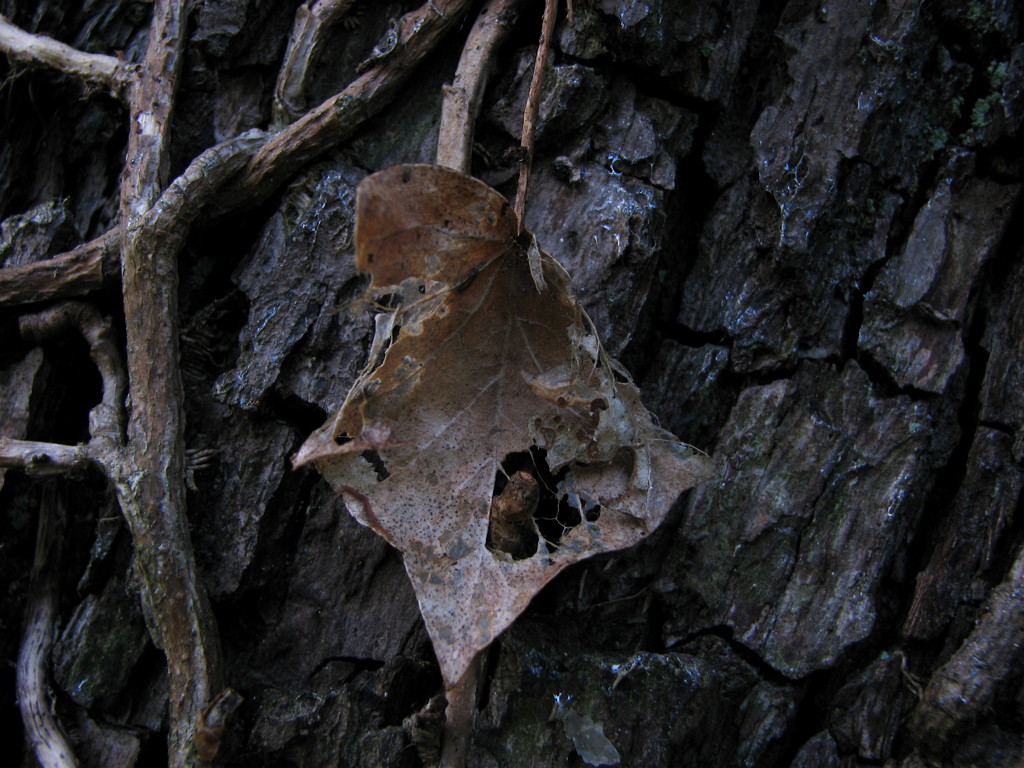 2007-10-20__083308.jpg